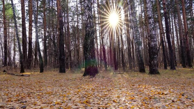 Natural autumn landscape for design. A sunny day in the forest. Static camera