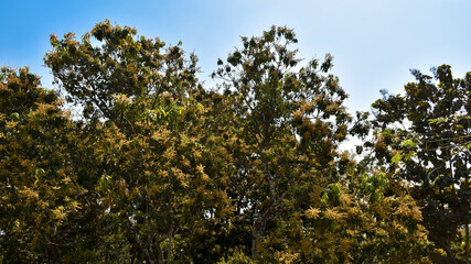 Fototapeta na wymiar Mango flower on a tree. A branch of inflorescence mango flowers in nature.