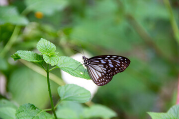 butterfly on a flower