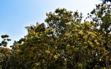 Mango flower on a tree. A branch of inflorescence mango flowers in nature.