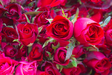 flowers rose use for background