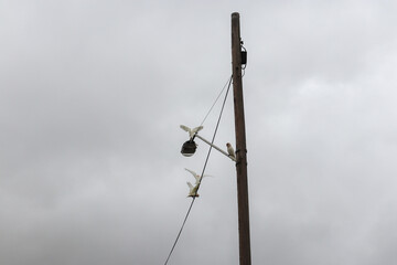 cockatoos on power lines on a grey day