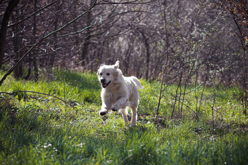 Fototapeta premium Happy white dog running in green grass. Early spring in Poland. Forest clearing with lush plants and bare trees. Selective focus on the details, blurred background.