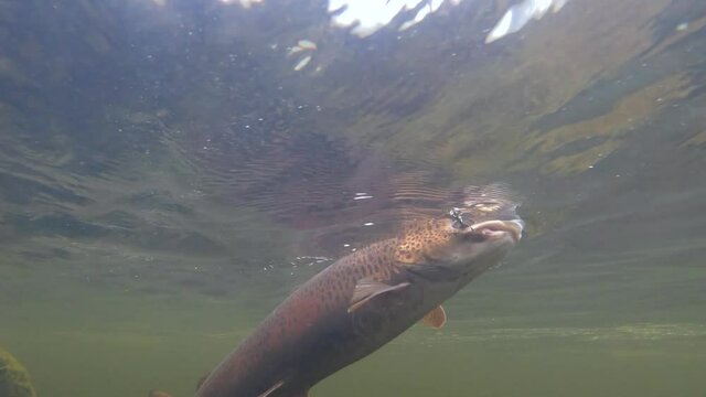 Big taimen pecked on a fishing hook, the video was shot underwater