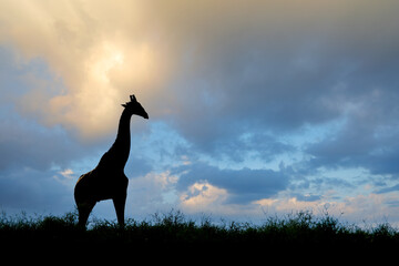 Giraffe (Giraffa camelopardalis) silhouetted against a cloudy sky, Kalahari desert, South Africa.