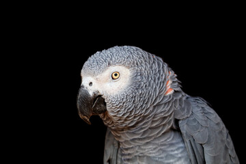 Portrait of an African grey parrot (Psittacus erithacus) on black.