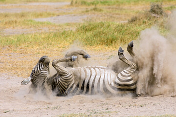 Fototapeta premium A plains zebra (Equus burchelli) rolling in dust, Amboseli National Park, Kenya.
