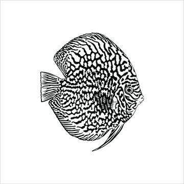 recommend clip art: Symphysodon, colloquially known as Discus Fish, Silhouette Illustration of the Discus Fish for Logo, Icon, Symbol, or Graphic Design Element. Vector Illustration