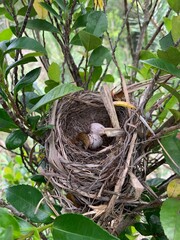 伊豆大島 鳥の巣 富士箱根伊豆国立公園 伊豆諸島 東京