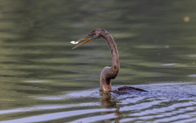 Oriental Darter or Indian snake bird (Anhinga melanogaster) catching fish at the water body.