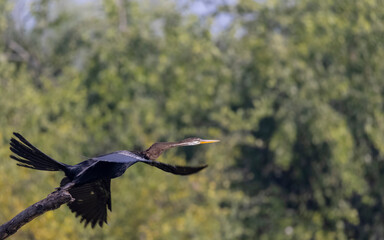 Oriental Darter or Indian snake bird (Anhinga melanogaster) in the forest.