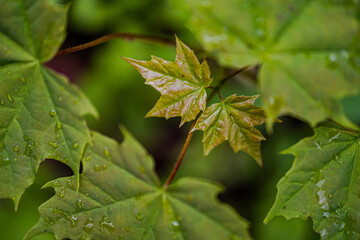 Kleine und große Ahornblätter an einem jungen Ahornbaum im Regen
