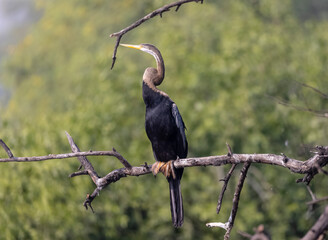 Oriental Darter or Indian snake bird (Anhinga melanogaster) in the forest.