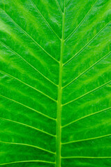 Detail pattern of green leaves background