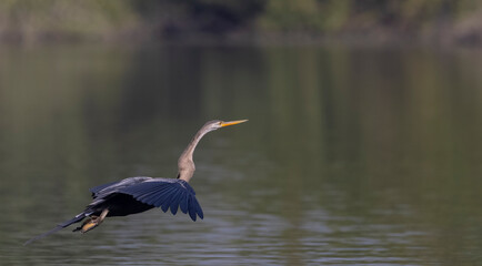 Oriental Darter or Indian snake bird (Anhinga melanogaster) in the forest.
