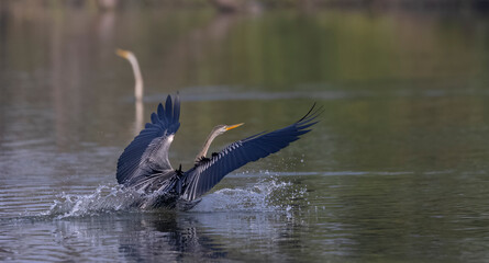 Oriental Darter or Indian snake bird (Anhinga melanogaster) in the forest.