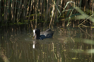 eurasian coot swimming