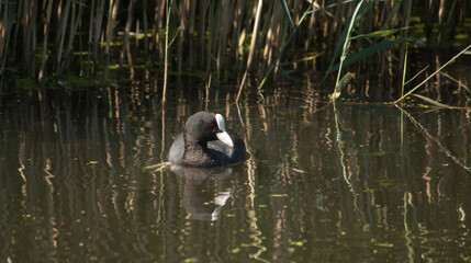 eurasian coot swimming