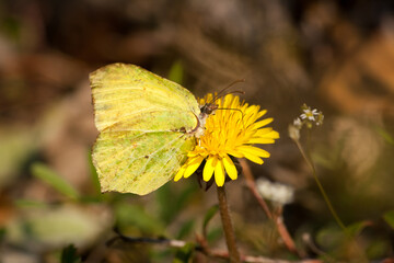 green/yellow butterfly on a yellow flower