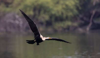 Oriental Darter or Indian snake bird (Anhinga melanogaster) in the forest.