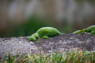 Tortula muralis on a gray wall