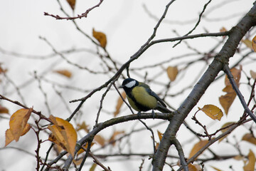 great tit (Parus major) sitting