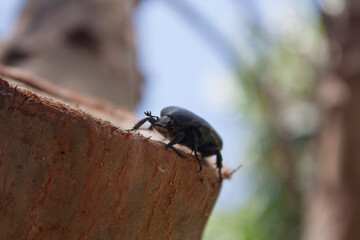 Beetle sitting on a tree