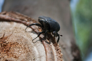 Beetle sitting on a tree