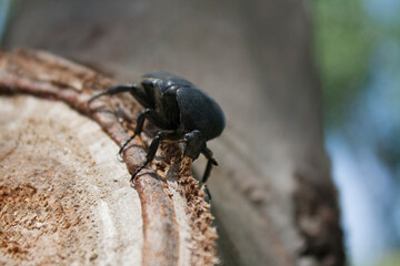 Beetle sitting on a tree