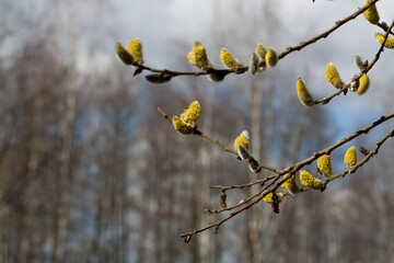 Flowering pussy willow Salix