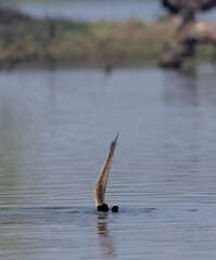 Oriental Darter or Indian snake bird (Anhinga melanogaster) catching fish at the water body.
