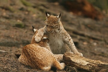 Two cute young lynx in the forest. Wildlife scene from Europe. Wild cat in the nature forest habitat. Lynx lynx