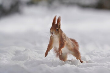 Naklejka na ściany i meble European red squirrel jumps in the snow. Winter scene with a squirrel. Sciurus vulgaris