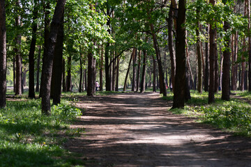 Natural forest background with trunks and greenery of trees or reserved city park, forest protection concept