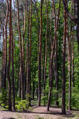 Natural forest background with trunks and greenery of trees or reserved city park, forest protection concept