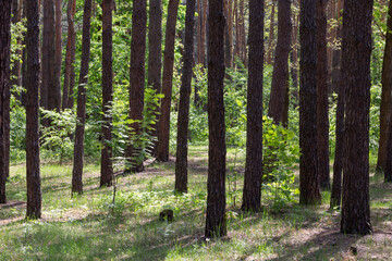 Fototapeta premium Natural forest background with trunks and greenery of trees or reserved city park, forest protection concept