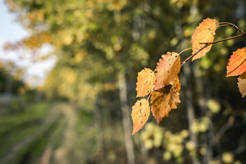 Yellow autumn birch leaves on blurred background of green forest