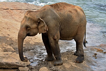 Sri Lanka elephant /Elephas maximus maximus/. Asia.