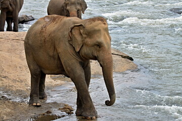 Sri Lanka elephant /Elephas maximus maximus/. Asia.