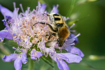 gebänderter Pinselkäfersitzt auf Blüte © Jimena