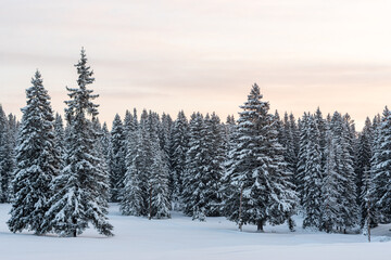 Spruce forest under the snow, winter scene