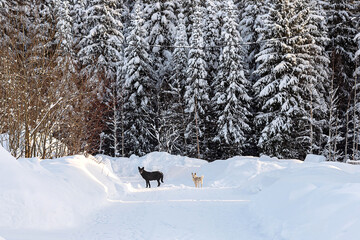 Two dogs, black and white, stand on a snow against the background of the winter forest