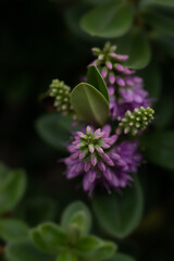 Closeup of flowers of Hebe 'Blue Gem' against dark background