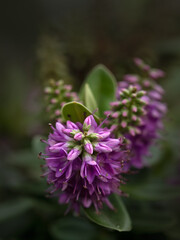 Closeup of flowers of Hebe 'Blue Gem' in winter