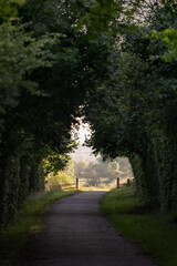 Obraz premium path in the forest