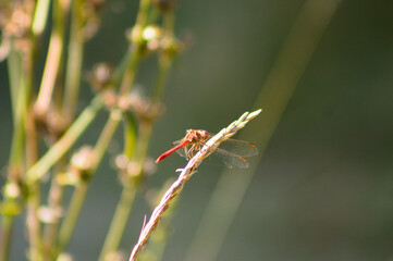 A reddish dragonfly resting on a plants closeup view with blurred green plants on background