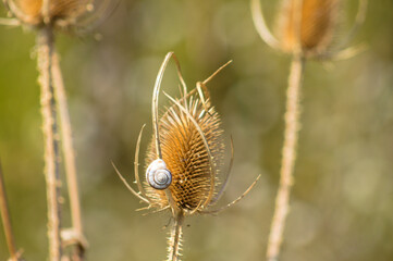 Small snail on wild teasel brown seed closeup view with blurred background