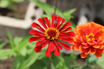 初夏の庭に咲く赤いヒャクニチソウの花