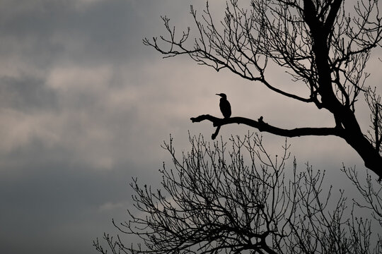 comorant silhouette in tree