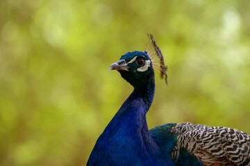 Wild bird. Portrait of a bright peacock on a blurred background